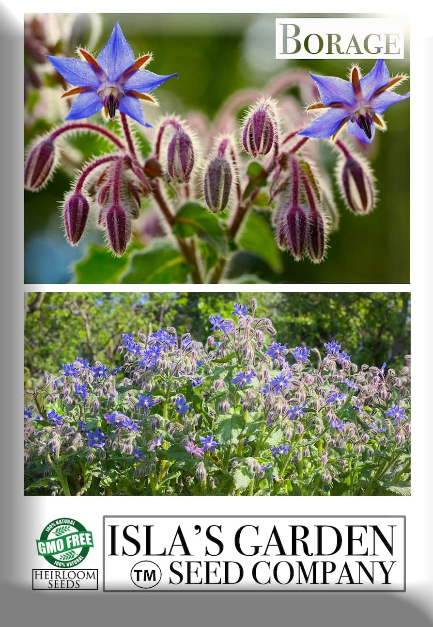 Semillas de flores de hierbas “Borage” para plantar, más de 125 semillas por paquete, semillas de jardín de Isla (semillas de jardín de Isla),