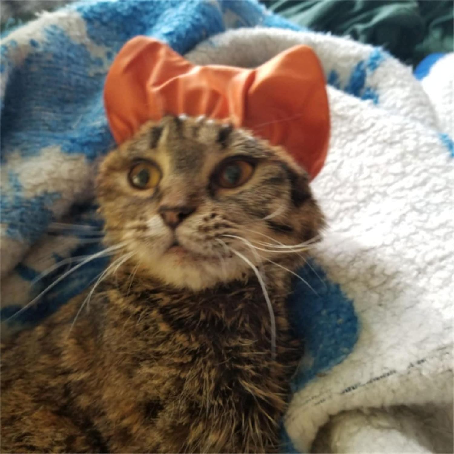 Bathing Waterproof Cap Bathing Anti-ear Waterproof Hat Adjustable Pet Hat Shower Cap Grooming Supplies Pet Shower Cap For Ear
