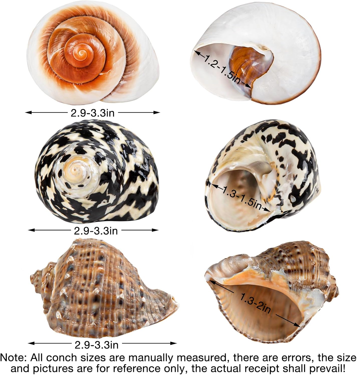 3 piezas de conchas de cangrejo ermitaño de tamaño mediano a grande, 2.9-3.3 pulgadas, conchas naturales de cangrejo ermitaño tamaño de apertura de