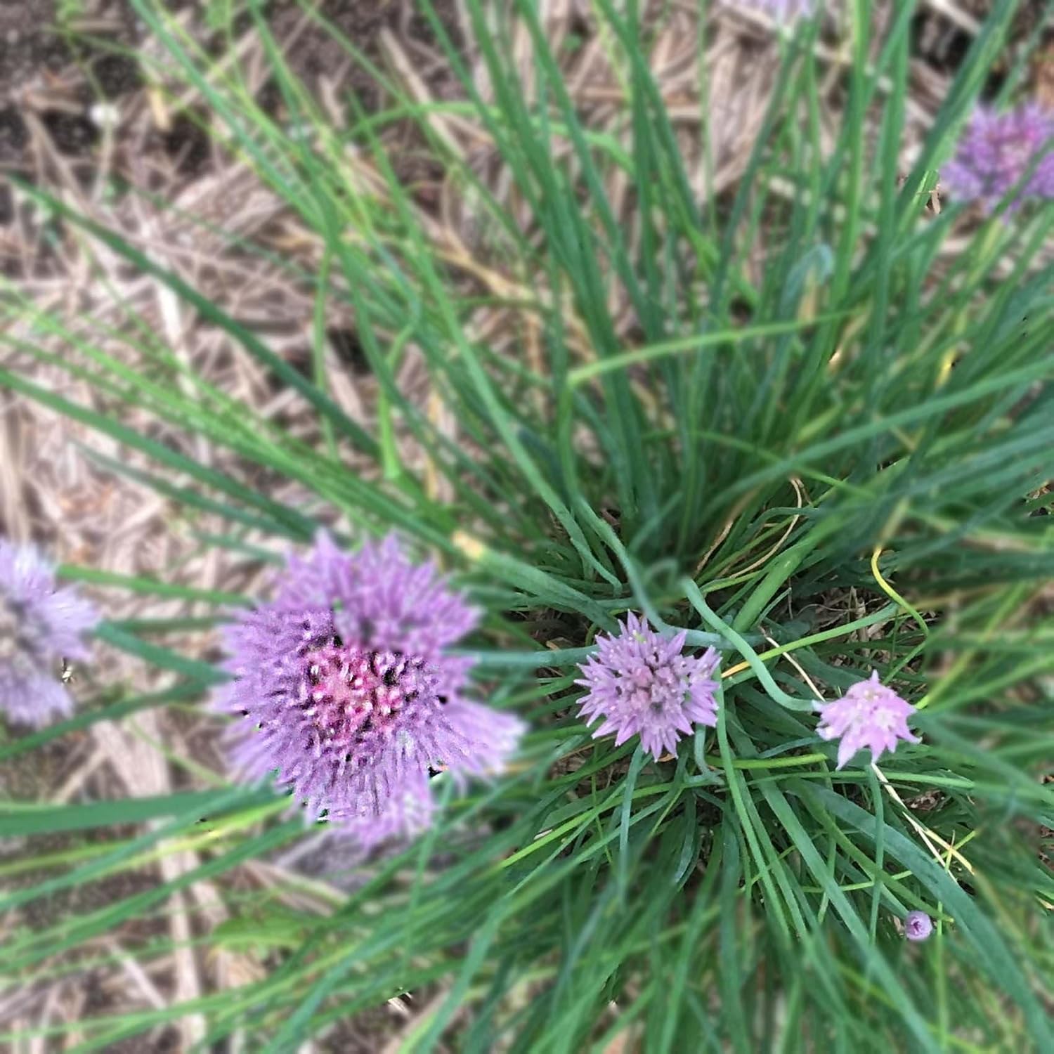 Planta de cebollino orgánico, (Allium schoenoprasum) maceta de 2.5 pulgadas – Hierbas de jardín de cocina planta viva