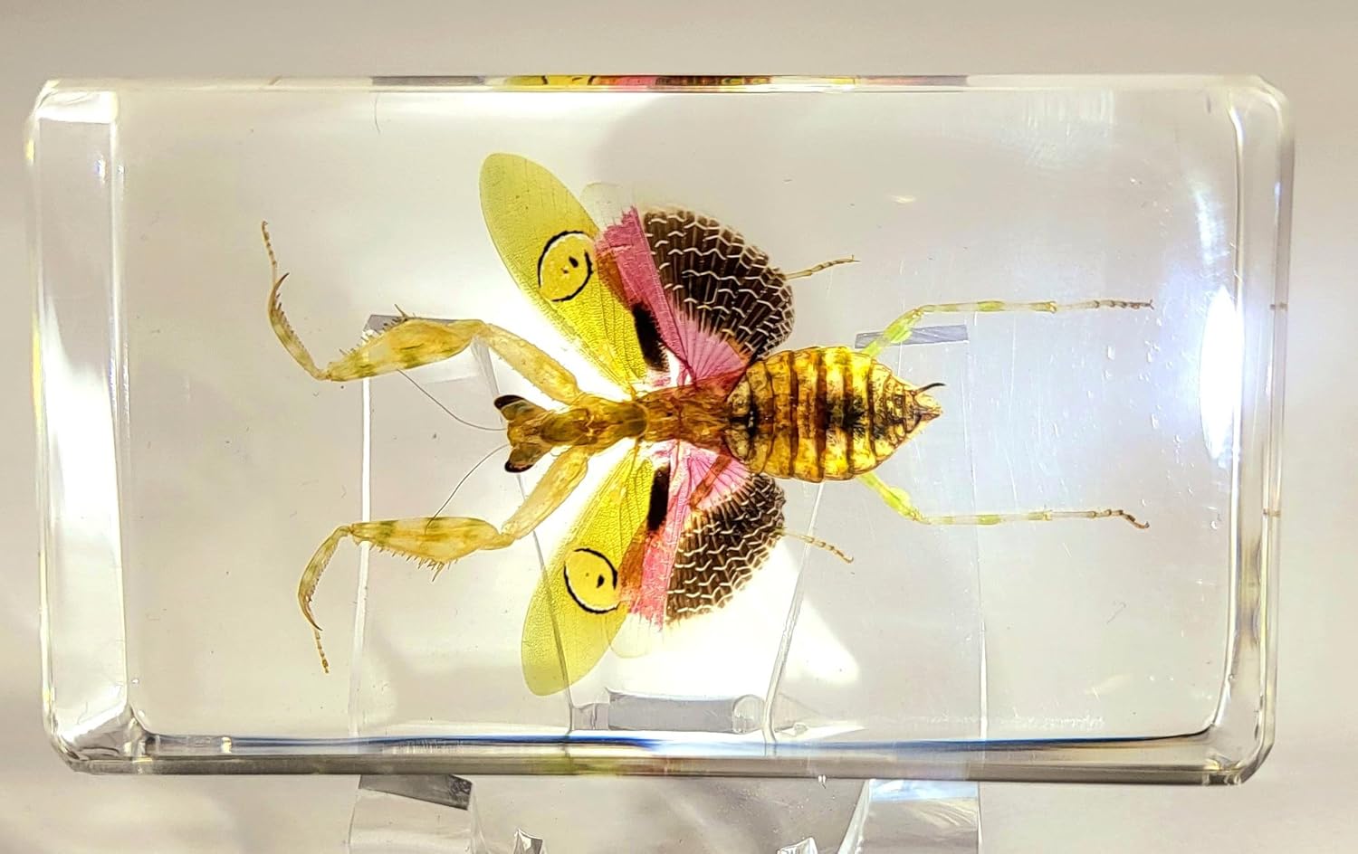Mantis de flores auténticas joyas de 2.9 pulgadas en resina de lucite cristalina, espécimen preservado de creobroter gemmatus insecto colección de