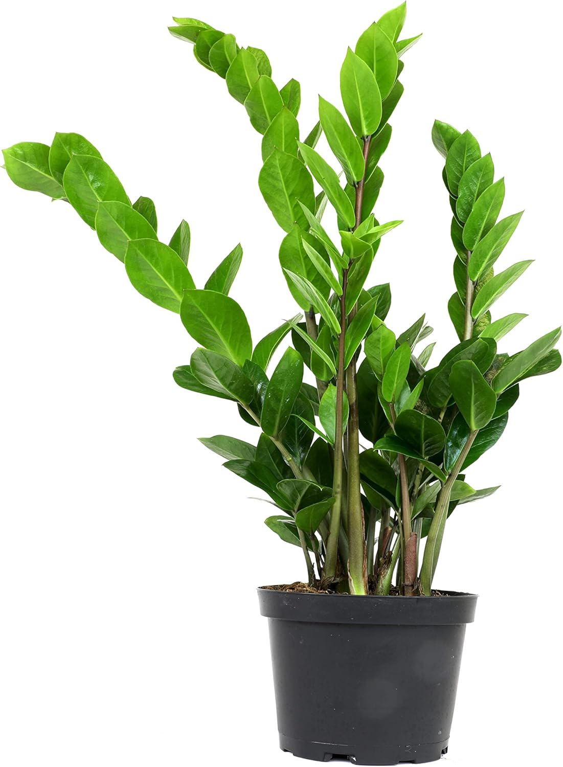 Zamioculcas Zamiifolia de 6 pulgadas, plantas ZZ vivas para interiores, plantas de interior vivas para interiores, plantas de interior vivas,