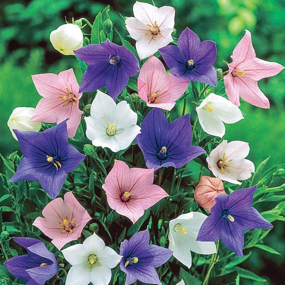Seeds4planting – Semillas Globo Flor Mezcla Platycodon Chino Bellflower Flores Perennes