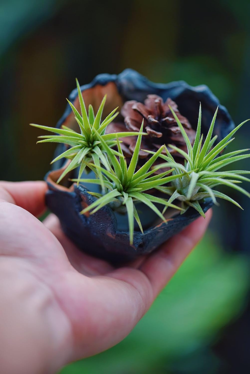 Air Plants Live – Decoración para el hogar y el jardín – Plantas de casa vivas – Fácil cuidado (6 piezas)