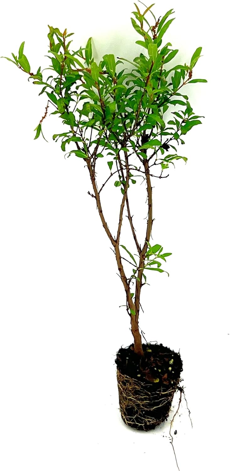 Árboles frutales vivos – Tapón de granada enana Punica Granatum de 9 a 12 pulgadas de alto – 1 ct – Color cuando florece rojo, bonsái – Llegada viva