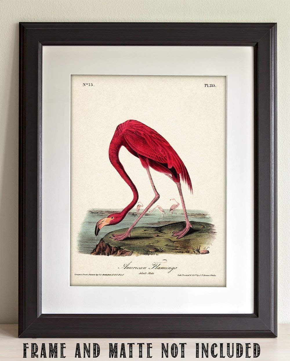 American Flamingo Illustration – 11×14 Unframed Art Print – Great Wall Decor Under $15