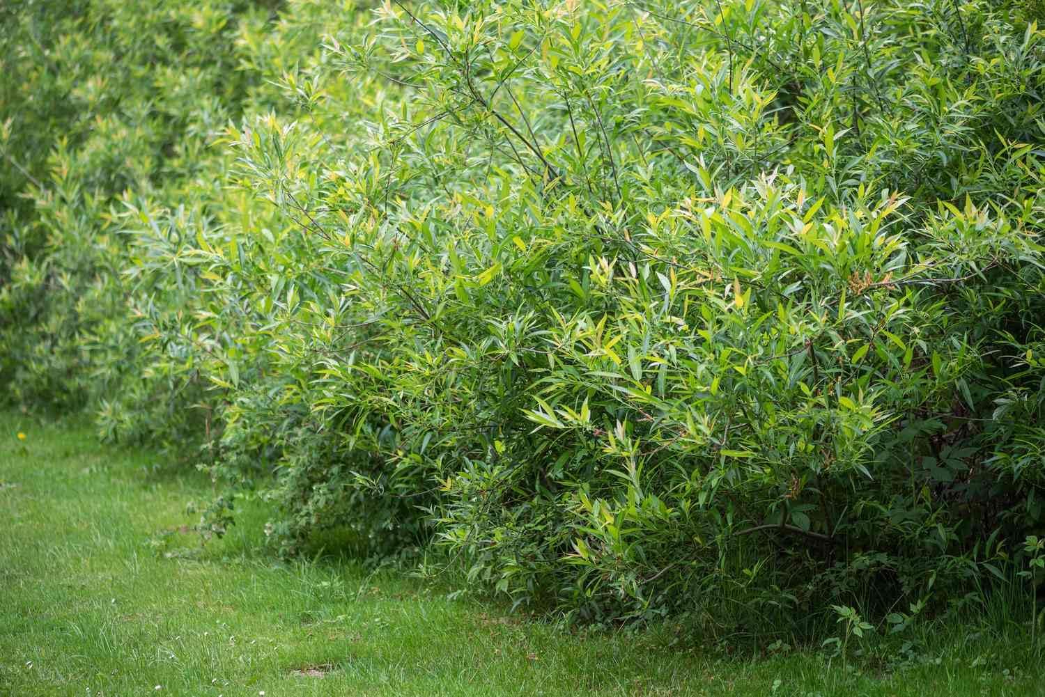 100 semillas de sauce negro, hermoso árbol de sombra y privacidad, árboles de cultivo