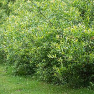 100 semillas de sauce negro, hermoso árbol de sombra y privacidad, árboles de cultivo 100 semillas de sauce negro, hermoso árbol de sombra y privacidad, árboles de cultivo