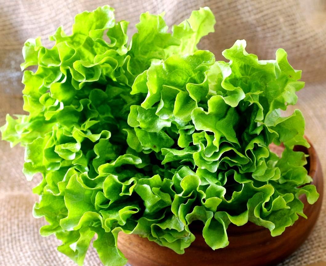 Lechuga de hoja rizada más de 1000 semillas para plantar sin OMG