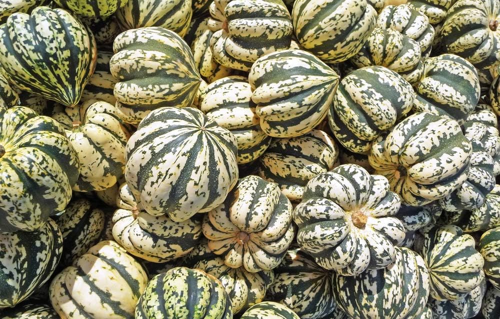 Semillas de calabaza de invierno Sweet Dumpling para plantar, más de 50 semillas de reliquia por paquete, semillas de jardín de Isla (semillas de