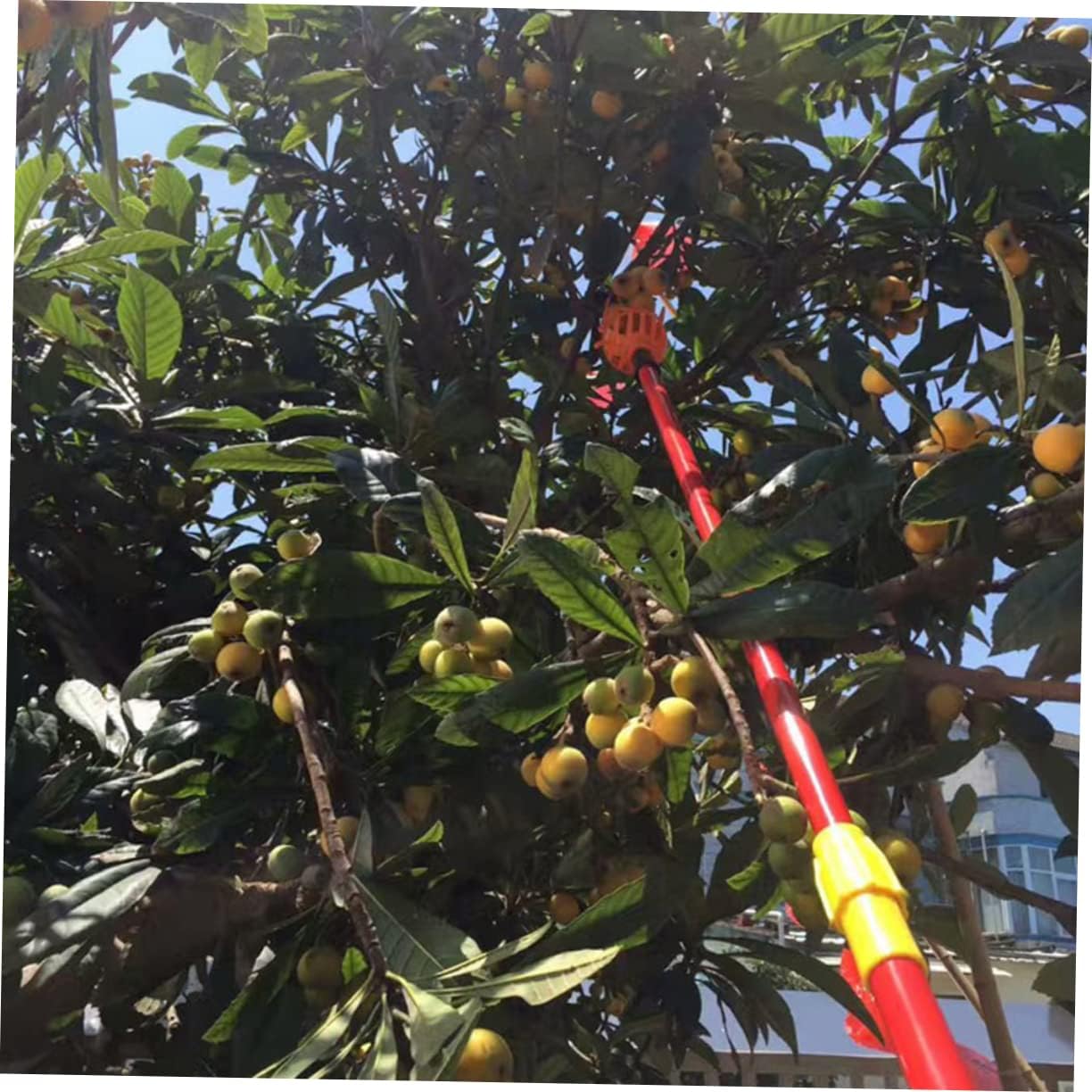 Yardwe Recogedor de nueces, recogedor de frutos secos, recogedor de frutas, herramienta de recogida de frutas, herramienta para recoger árboles