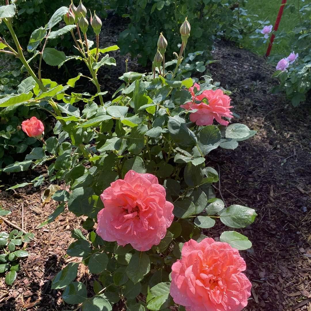 1 galón, Reminiscent Coral Rose (Rosa), Planta viva, Arbusto, Flores rosadas
