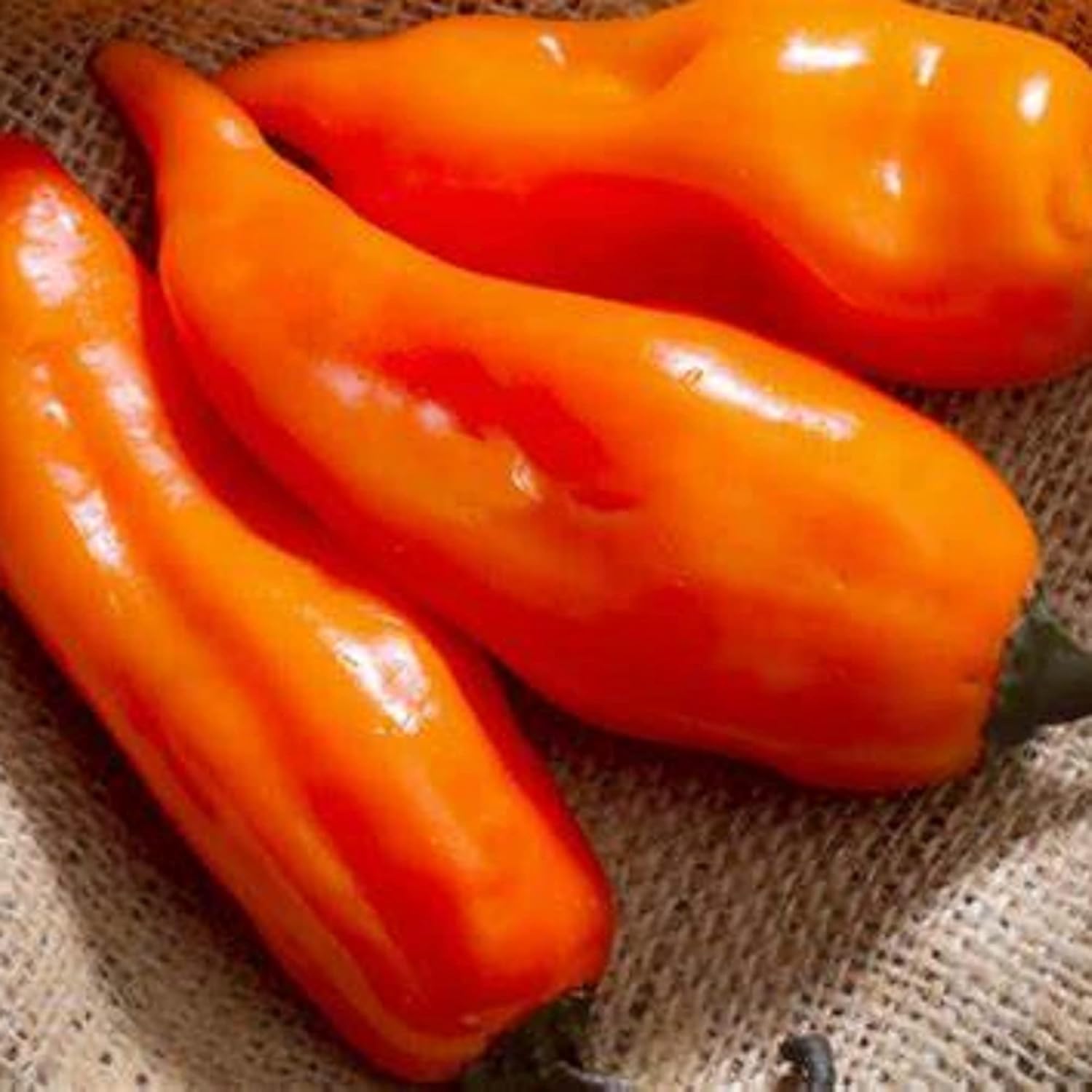 CHUXAY GARDEN Aji Amarillo, semillas de pimienta amarilla peruana, 30 semillas, chile picante, sabor único, delicioso pimiento sazonado ideal para