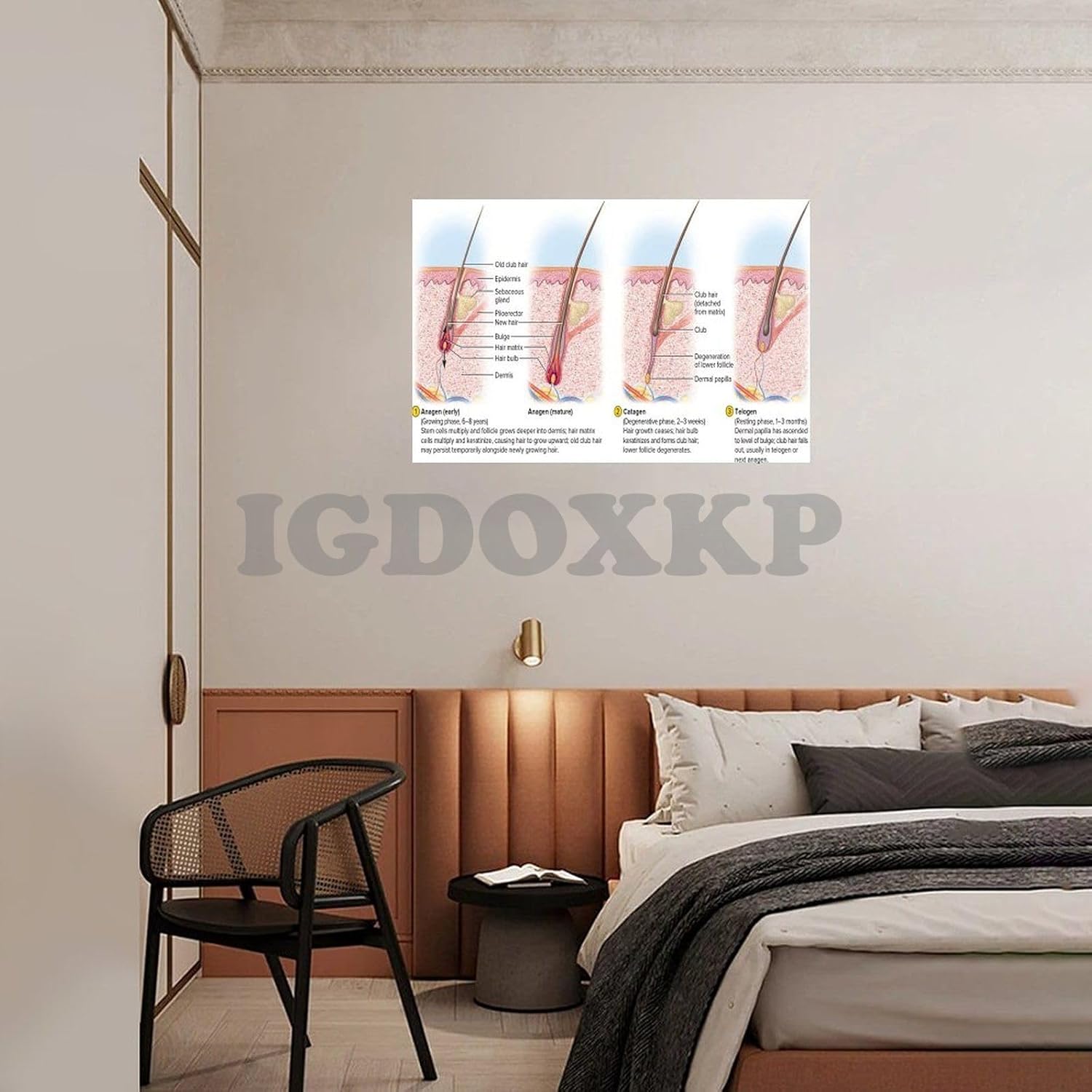 MAXCBD Póster de diagrama de estructura capilar de folículo piloso, póster científico del ciclo de crecimiento del cabello, póster de conocimiento