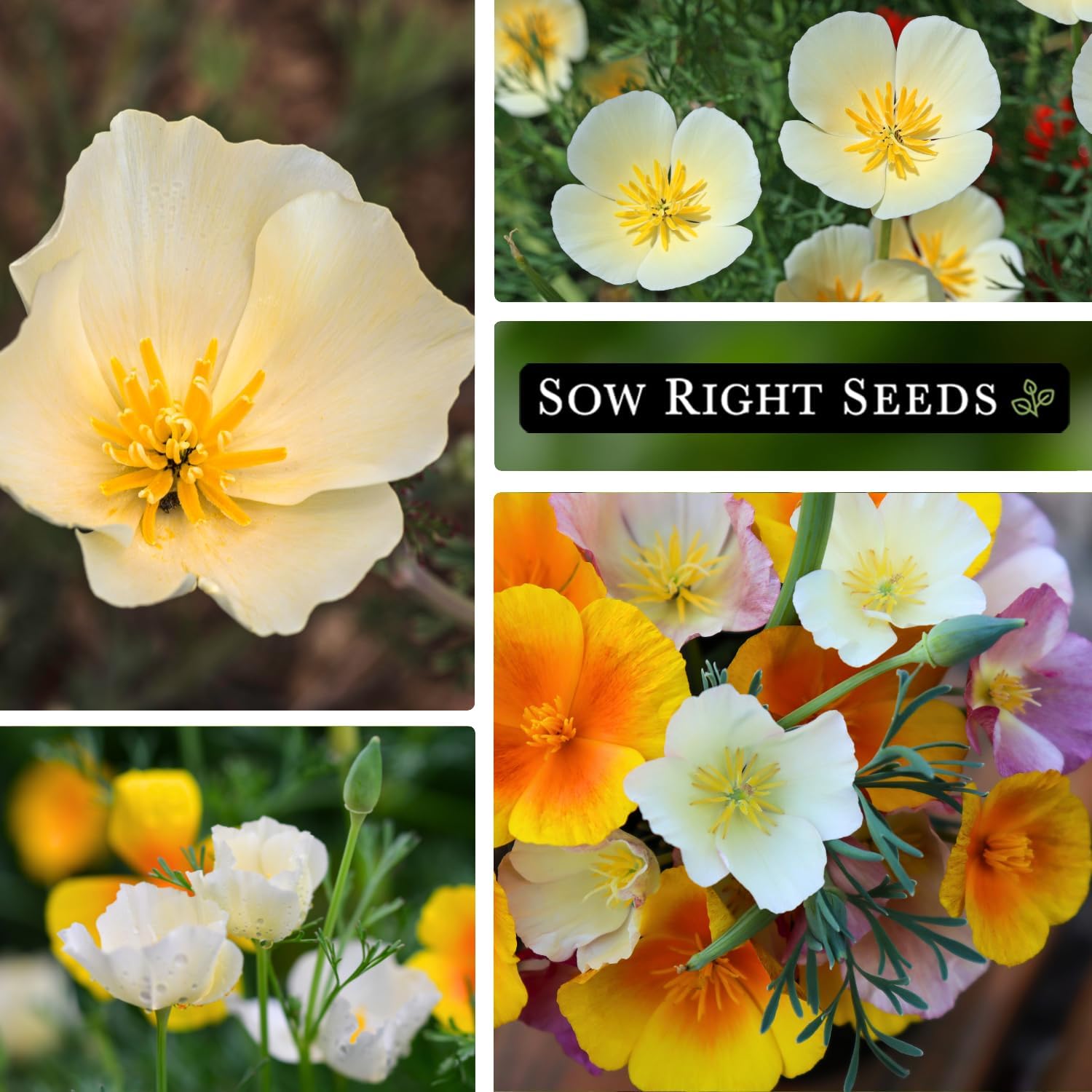Sow Right Seeds – Semillas de amapola de California de lino blanco para plantar – Paquete de reliquia sin OMG con instrucciones para cultivar un