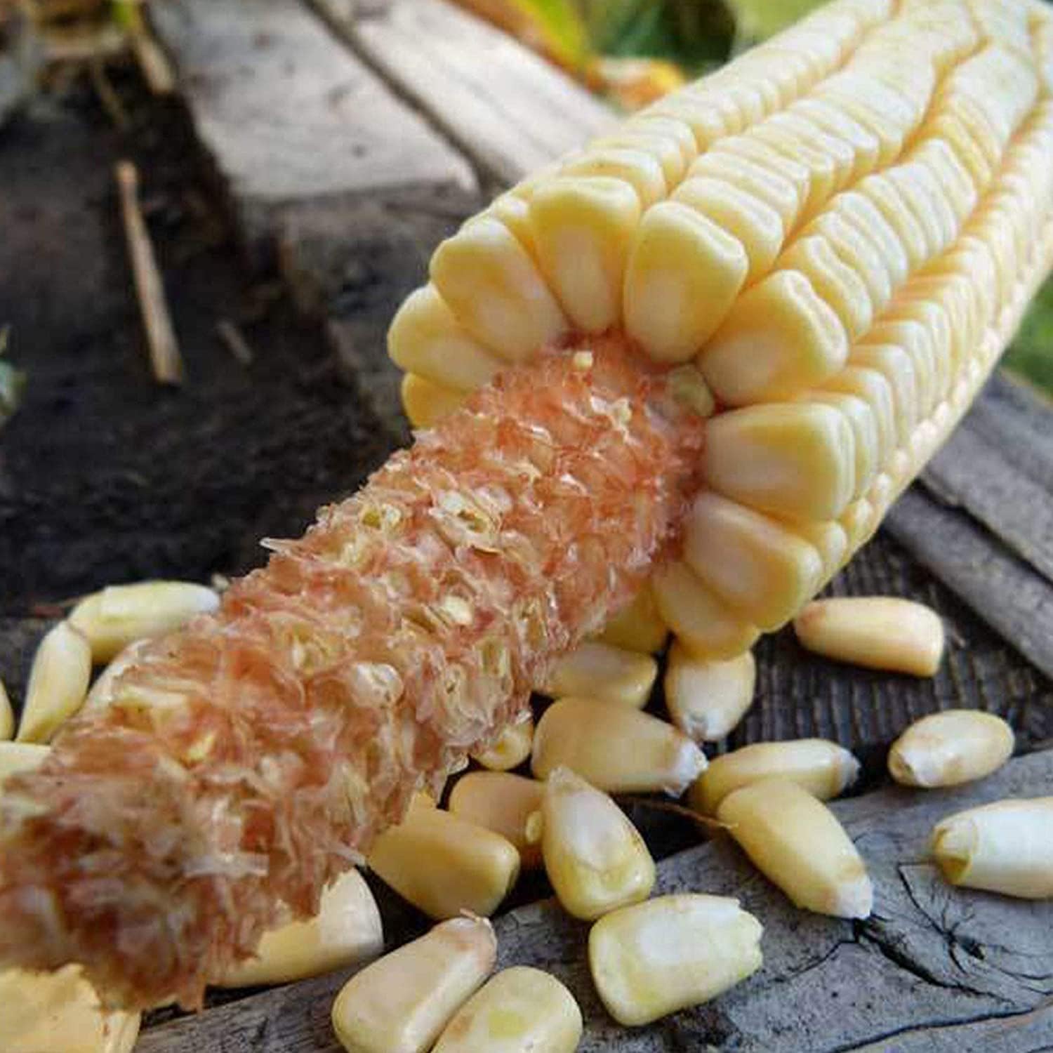Lápiz mazorca de maíz 100 piezas sin OMG, polinizado abierto, reliquia, semillas de jardinería vegetal