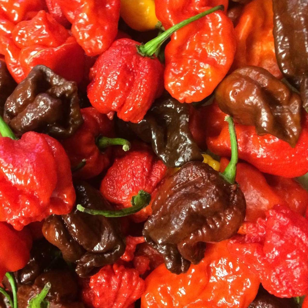 Sixth Day Snacks Carolina Reaper XXX – Salsa caliente (32 onzas), sin gluten, ingredientes frescos, veganos y bajos en sodio