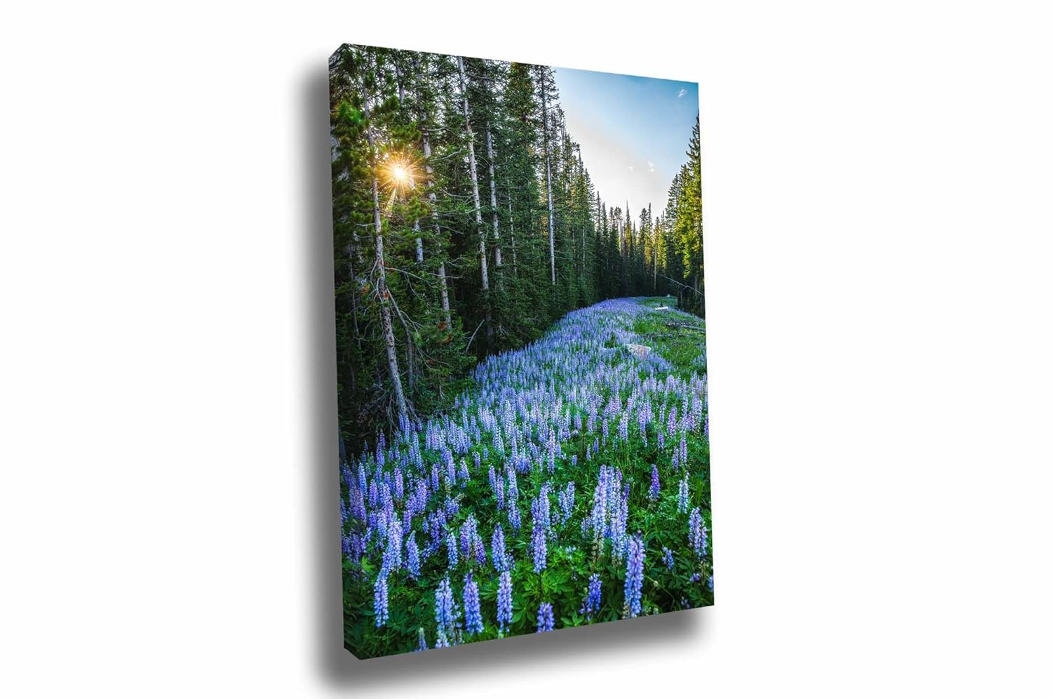 Rocky Mountain Canvas Wall Art (Ready to Hang) Vertical Gallery Wrap of Purple Lupine in Pine Tree Forest in Montana Wildflower Photography Nature