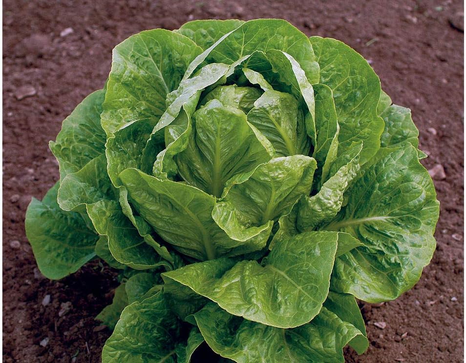 Jericho Semillas de lechuga romana para plantar, más de 500 semillas tradicionales por paquete, semillas de jardín de Isla (semillas de jardín de