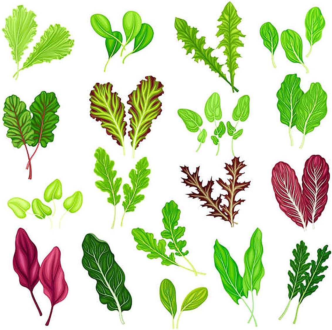 Semillas de lechuga Prizehead, cultivo de otoño y plantación de temporada fría