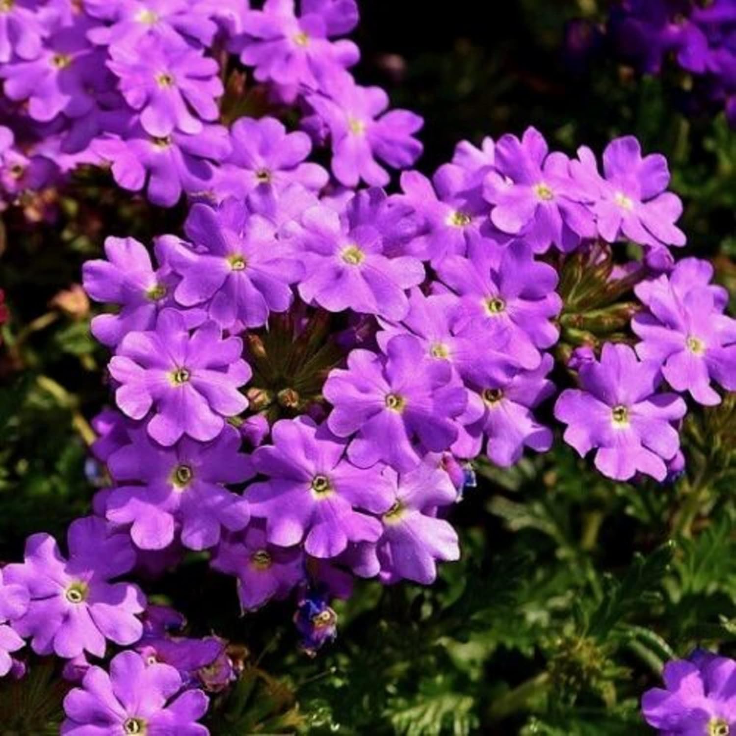 CHUXAY GARDEN Purple Wild Moss Verbena Seed 75 Semillas Verbena Aristigera Flor Verbena Desierto Planta Hace Gran Borde
