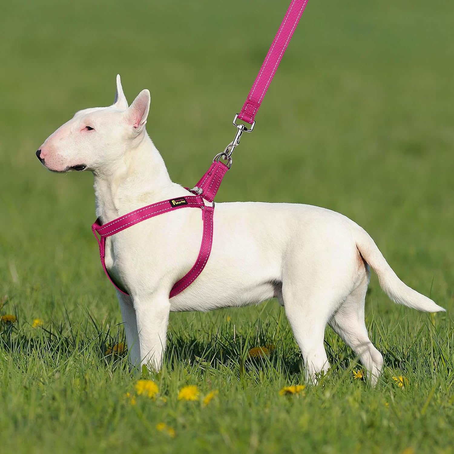 Plutus Pet Step in Arnés para perro, reflectante, ajustable y seguro con hebillas de metal, arnés para perro de fácil paseo para cachorros, perros