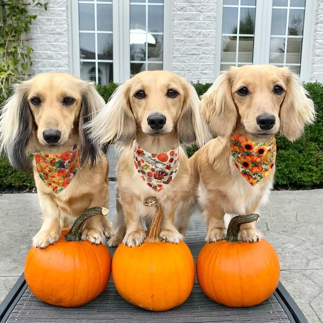 Bandana de Acción de Gracias para perro, bandana de otoño para perros pequeños, medianos y grandes y gatos