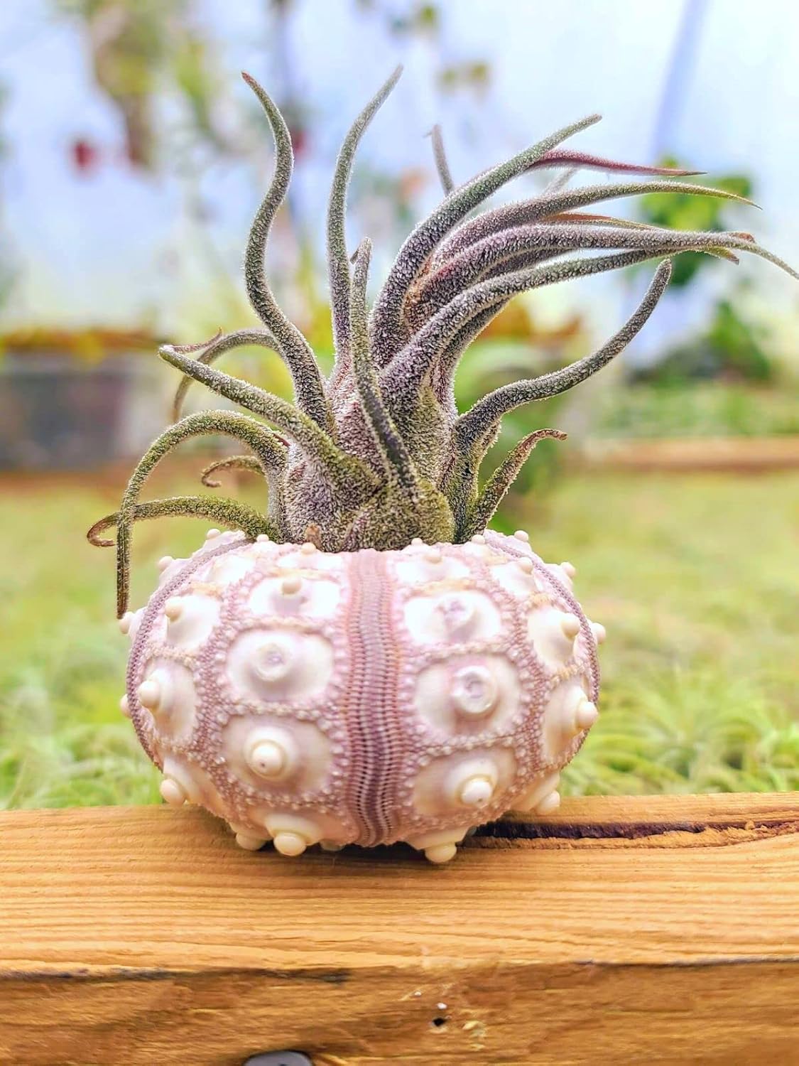 Plantas de aire vivo  3 Pruinosa  Plantas de aire de 3 a 4 pulgadas  El color y la forma varían según la temporada  Garantía de 30 días en