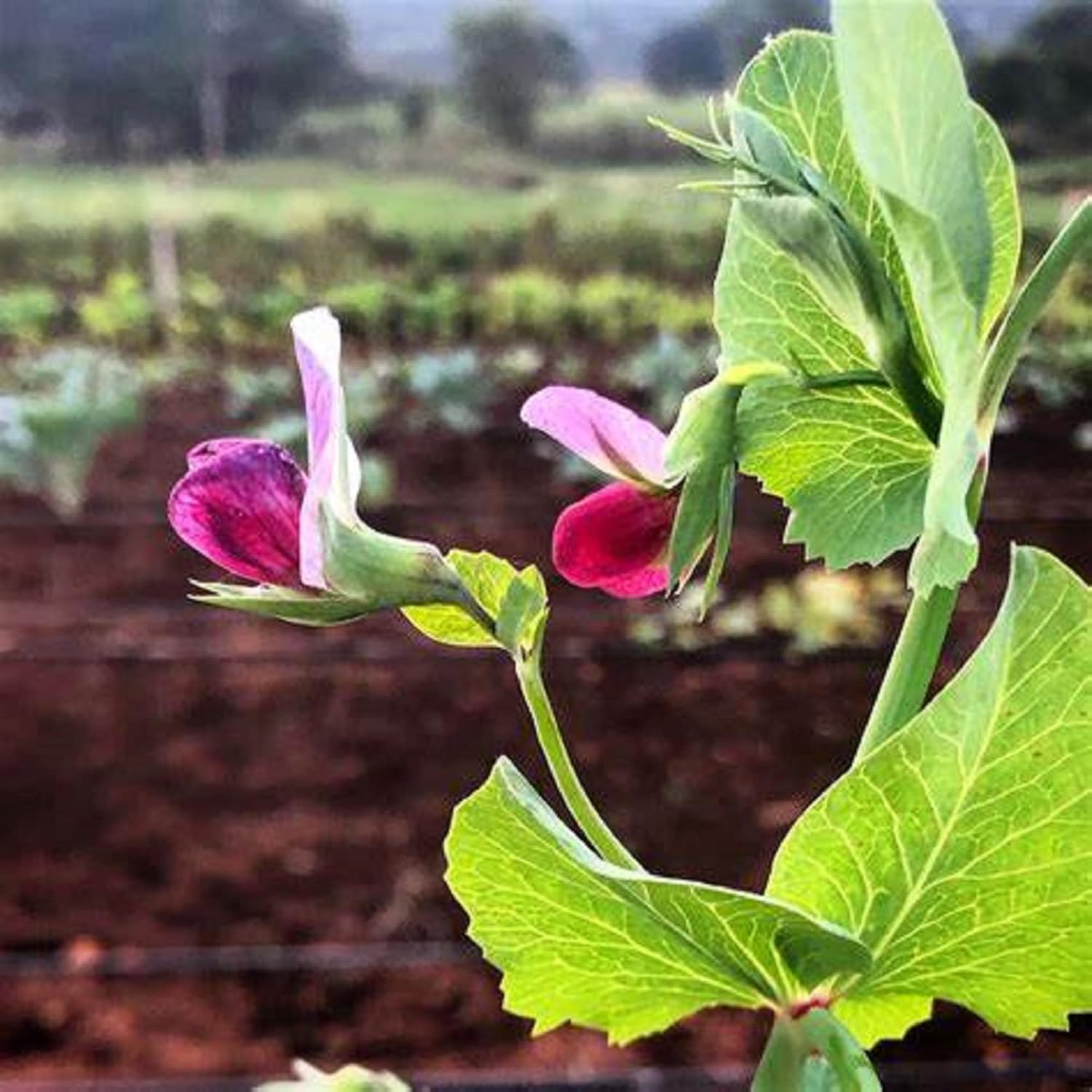 CHUXAY GARDEN 100 semillas de guisante de azúcar de magnolia, guisante de azúcar de color morado profundo, Pisum Sativum delicioso vegetal ideal
