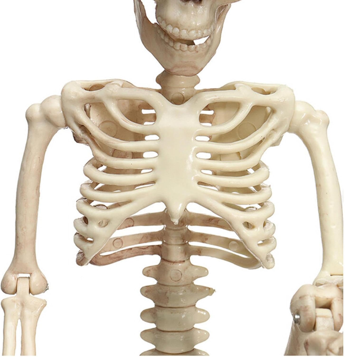 Esqueletos humanos de tamaño real para Halloween, esqueletos para adultos, huesos humanos de plástico con articulaciones móviles (blanco)