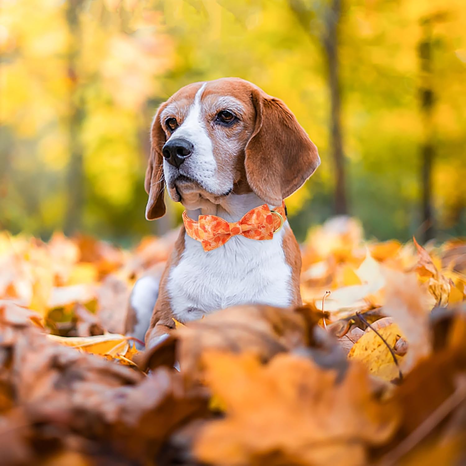 ARING PET Collar de perro de otoño, lindo collar de perro amarillo con lazo, ajustable de algodón con hojas de otoño, pajarita con hebilla de metal