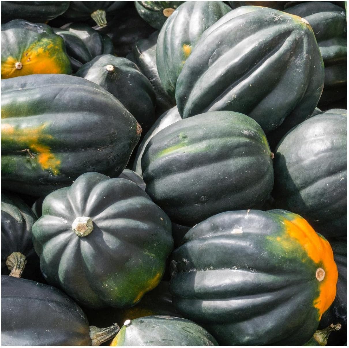Everwilde Farms – 20 semillas orgánicas de calabaza de invierno de bellota King – Paquete Gold Vault