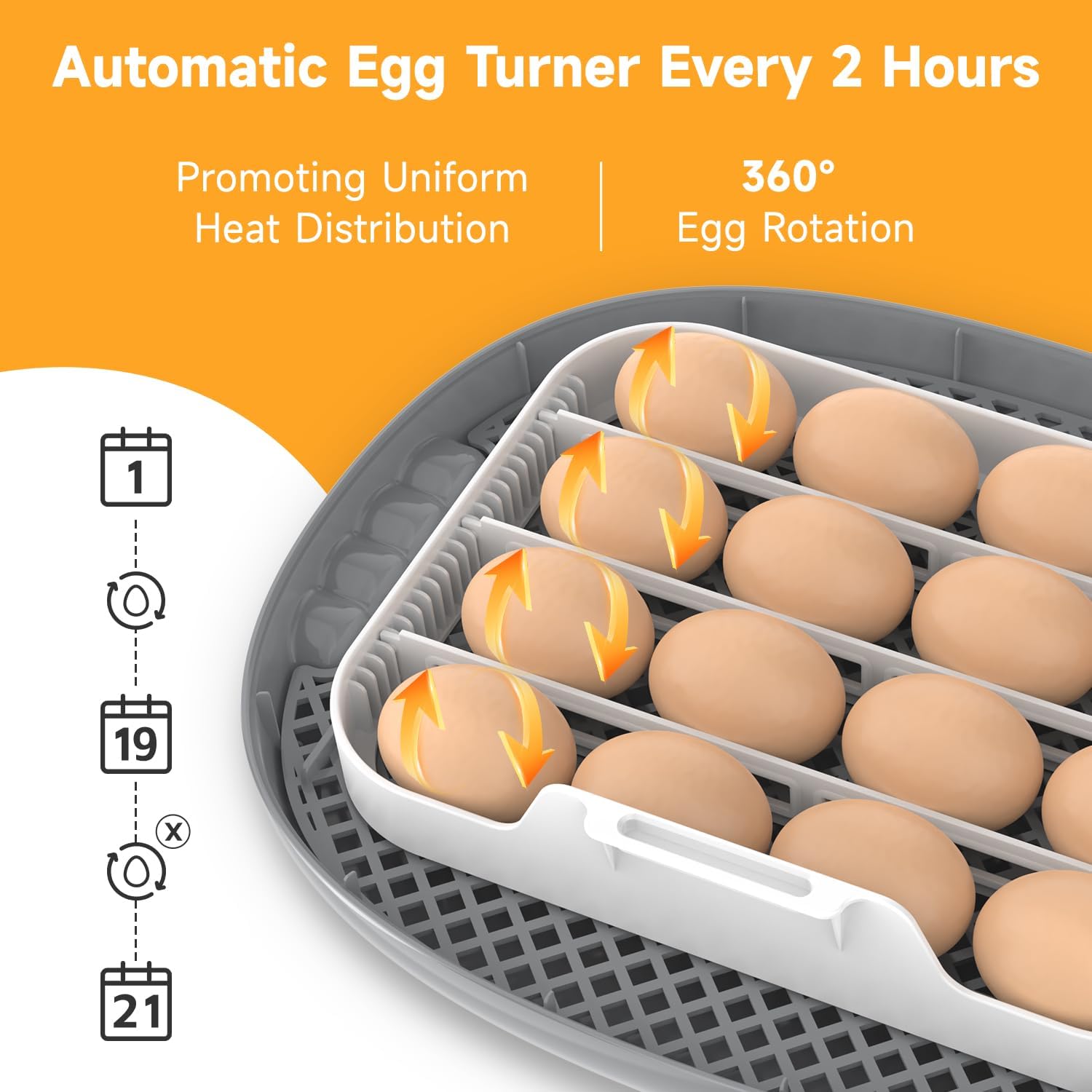 Apdoe Incubadora de 16 huevos para incubar huevos, pantalla de humedad y día de eclosión, girador automático de huevos, vela de huevos, divisores