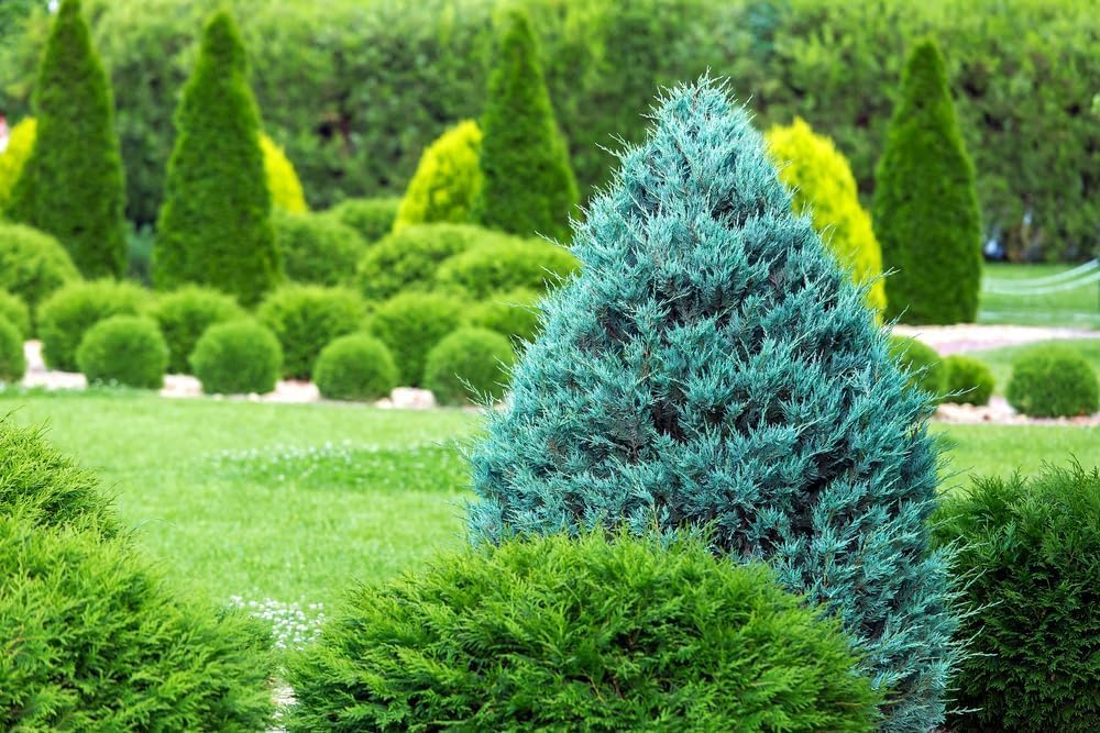Blue Cone Arborvitae – Planta de tamaño de 1 galón vivo  Follaje azul verdoso vibrante para paisajismo, setos y pantallas de privacidad, tolerante a