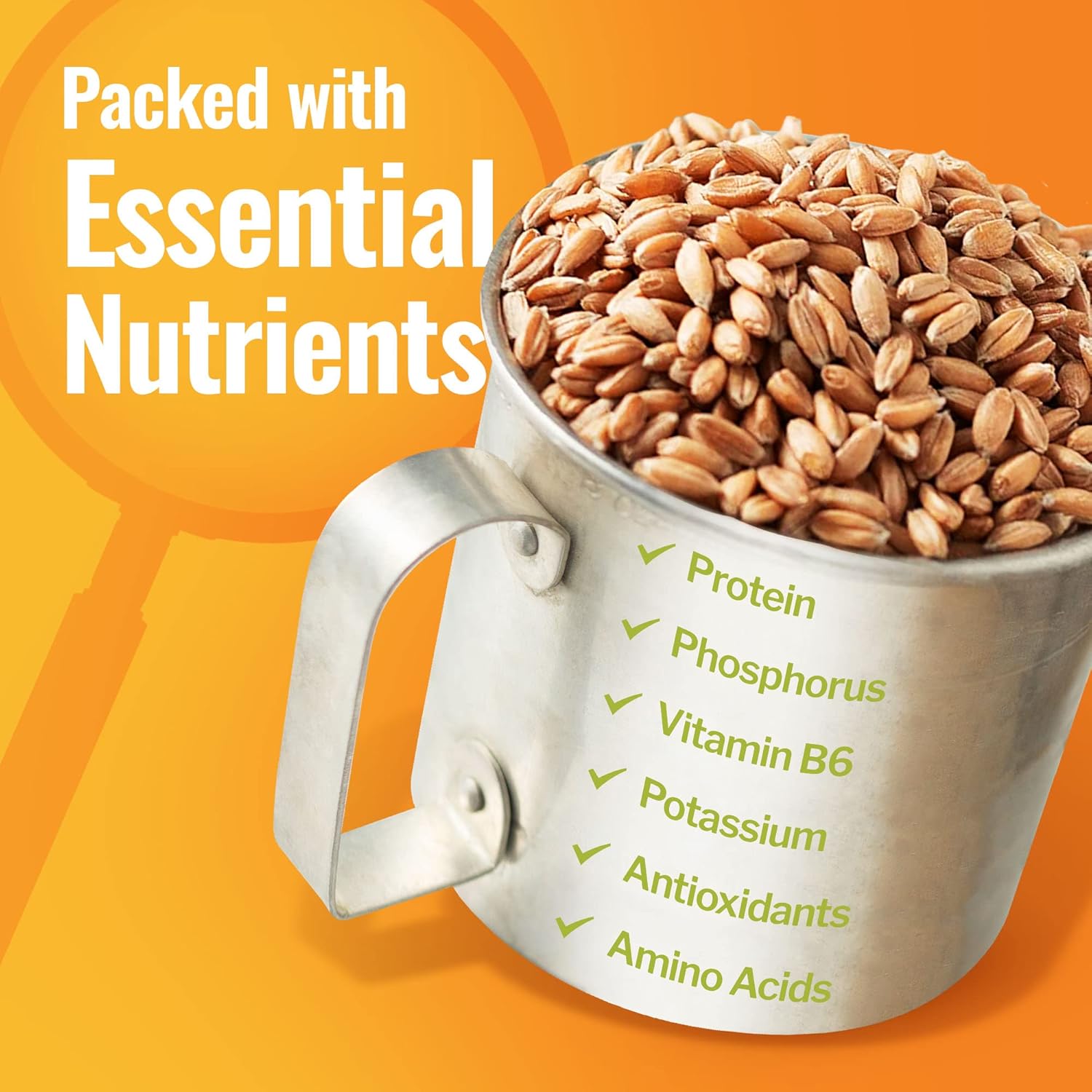Grand Teton Ancient Grains – Bayas de espelta 100% orgánicas, espelta de grano orgánico Farro cultivada en Estados Unidos en un súper cubo de 6