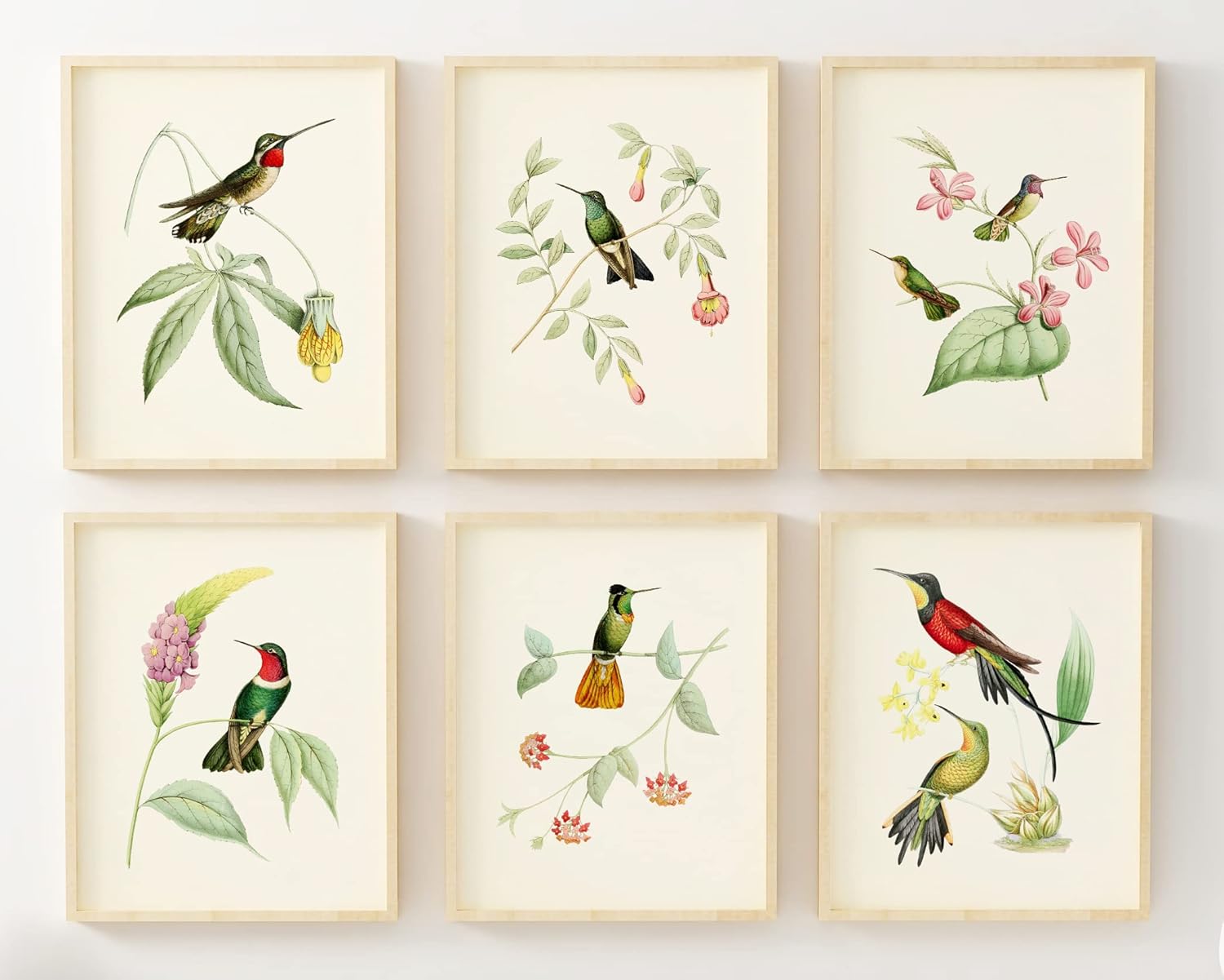 Hummingbird Art Prints – Bird Art – Botanical Wall Decor – Vintage Wall Decor- Humming Birds With Botanical Plants Pictures – Unframed (11×14)