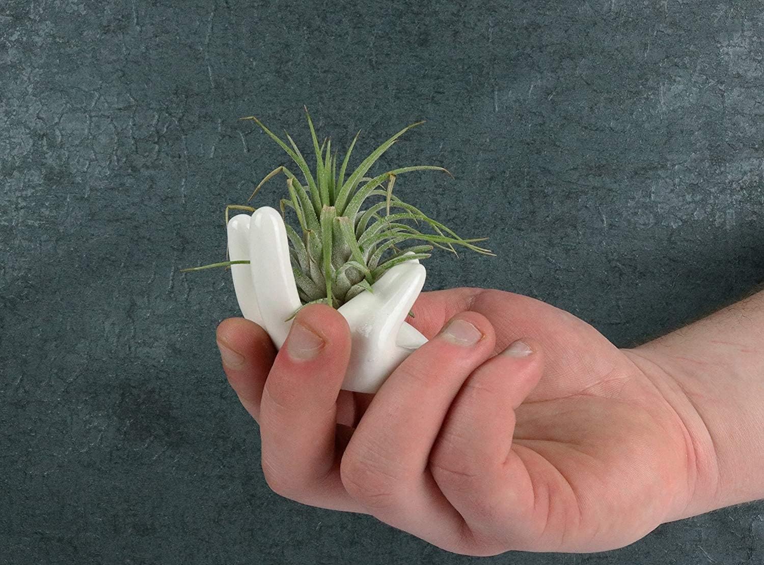 Soporte para plantas de aire, bonito recipiente de cerámica para plantas de aire Tillandsia para suculentas, decoración del hogar para estante de