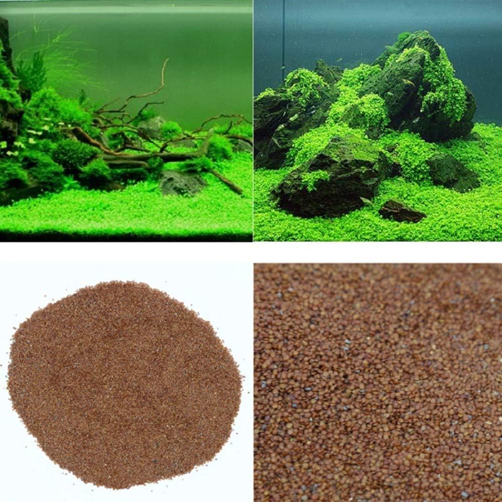 Paquete de 2 semillas de plantas de acuario vivas, plantas de hierba de agua, mini hojas, semillas de plantas de hierba de acuario, hierba de hoja