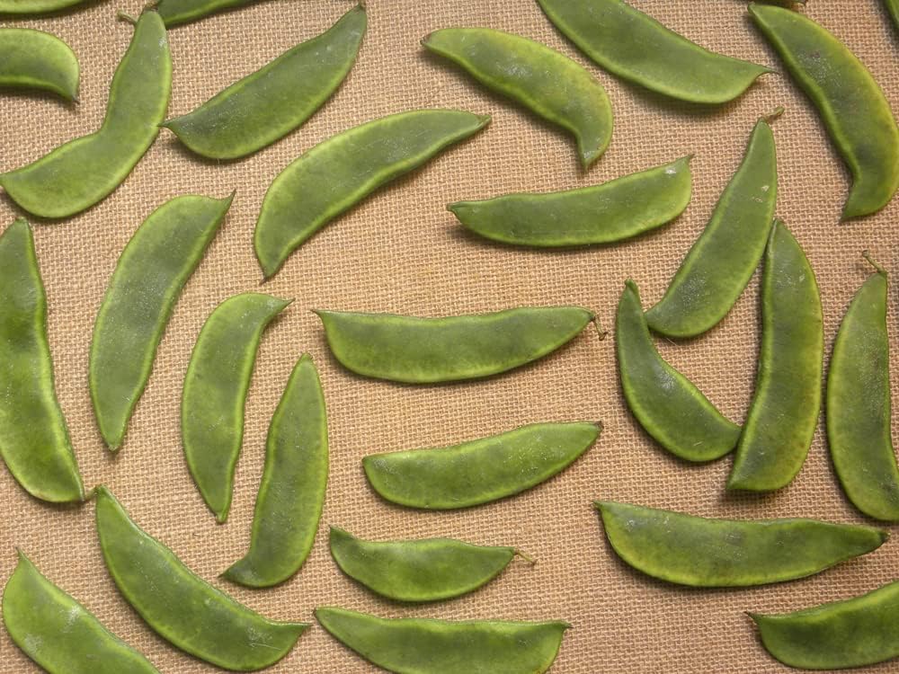 Jackson Wonder – Semillas de frijol Lima Bush para plantar, más de 50 semillas de reliquia por paquete, semillas de jardín de Isla (semillas de