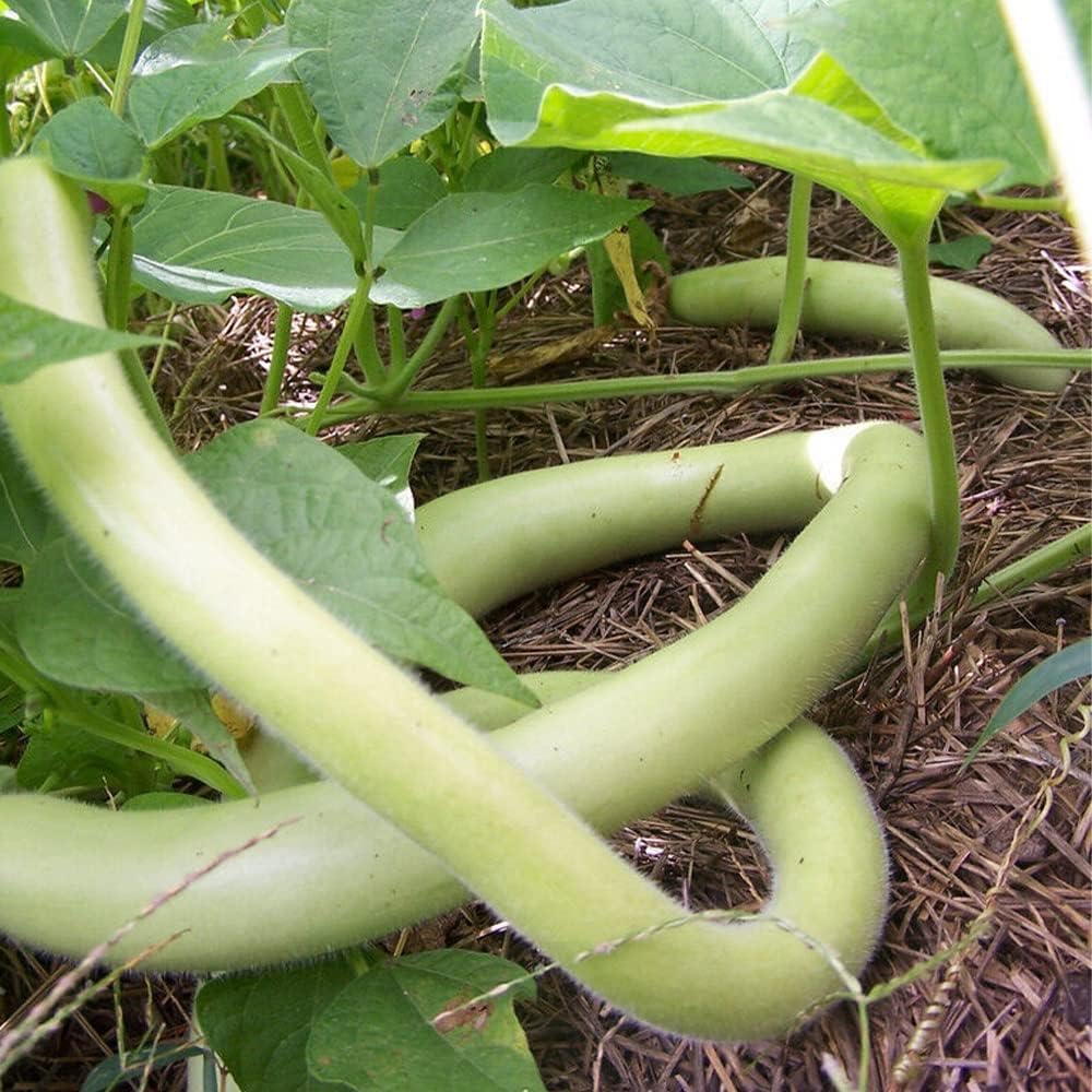 QAUZUY GARDEN 100 semillas de calabaza Cucuzzi Lagenaria siceraria, calabaza italiana, calabacín cucuzzi, calabaza de serpiente, polinización