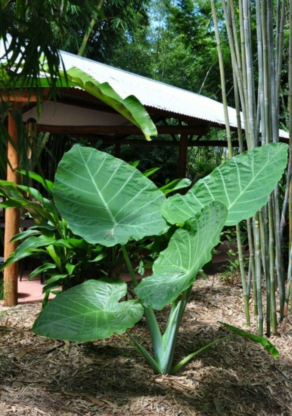 3 BOMBILLAS VIVAS Colocasia gigantea Tailandia Oreja de elefante gigante tailandés gigante enorme hoja