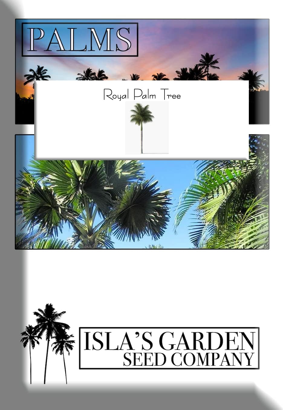 Royal Palm Tree Seeds, Roystonea Regia, también conocida como CubanFlorida Royal Palm, 20 semillas de árbol de alta calidad, palmera exótica,