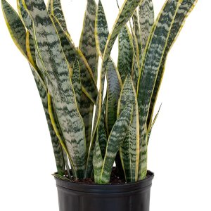 Sansevieria Live Indoor Snake Planta Sansevieria Live Indoor Snake Planta