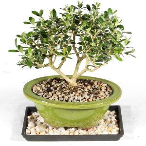 Bandeja de Oliva Europea con Humdity Bandeja de Oliva Europea con Humdity