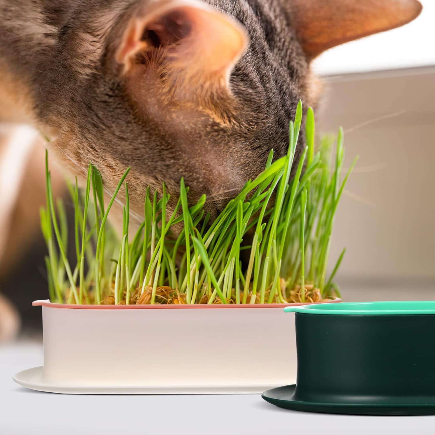 Veemoon Juego de 3 macetas de hierba para gatos, kit de cultivo hidropónico de hierba para gatos, bandeja con agujeros de drenaje, limpia, sin