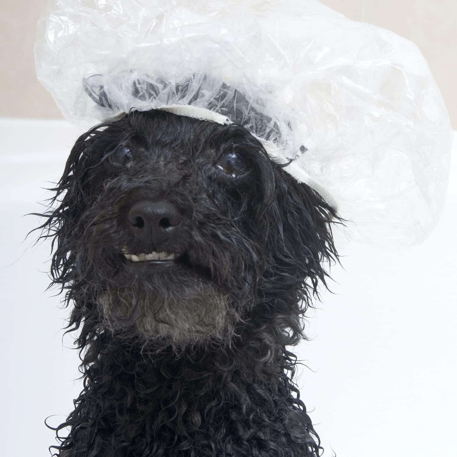100 piezas de gorro de ducha para perro, cubiertas desechables para las orejas de perro, tapas de ducha desechables de plástico para perros,