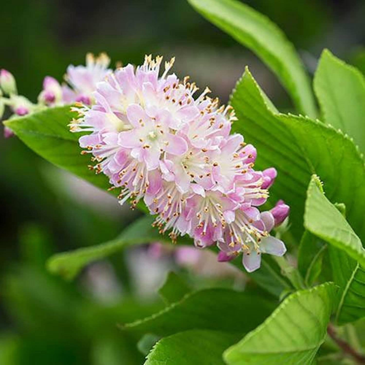 CHUXAY GARDEN Pink Clethra Alnifolia-Summersweet,Coastal Sweetpepperbush 20 semillas a las abejas y mariposas les encanta