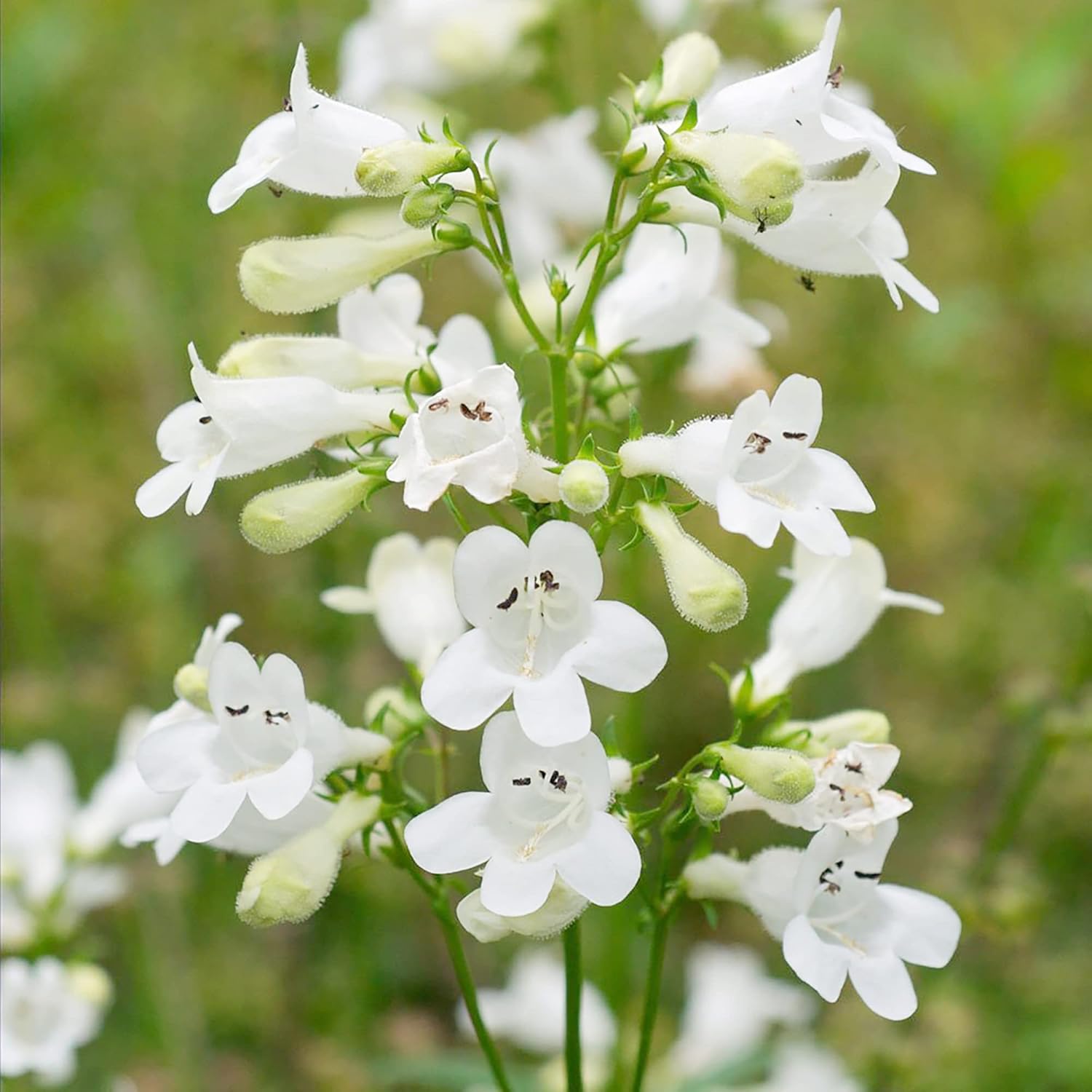 YEGAOL Garden – Semillas de lengua de barba de dedalera Penstemon Digitalis, flores de corte perenne, tolerantes a la sequía, resistentes a los