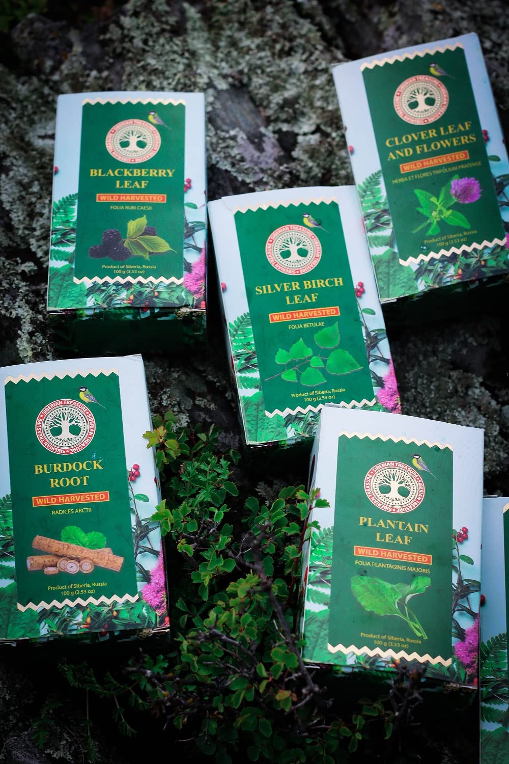 Hoja de mora siberiana, 3.53 oz (100 gramos) – Té de hoja de mora de hierbas (Folia Rubi Caesii)