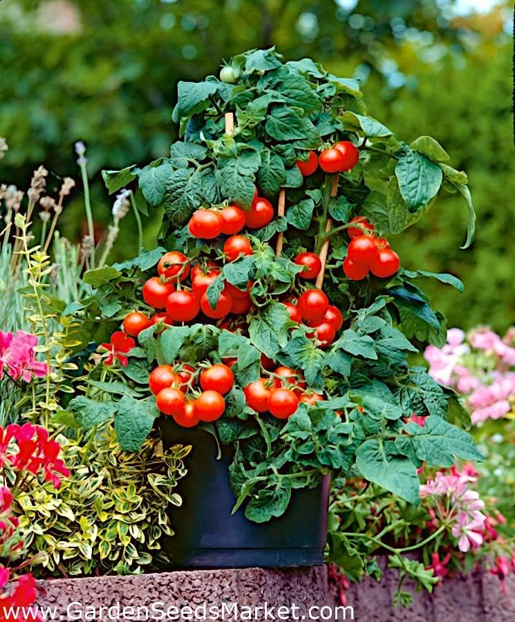 Tomate Cherry Maskotka Cascading Trasero Enano Arbusto Tomate 50+ Semillas para plantar sin OMG